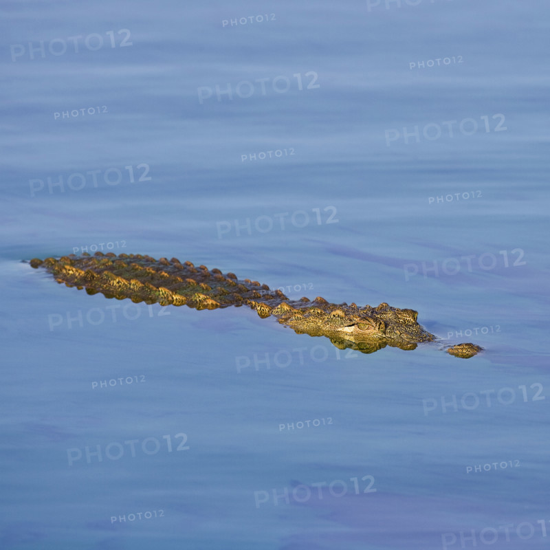 Crocodile swimming in water. Date : 2008