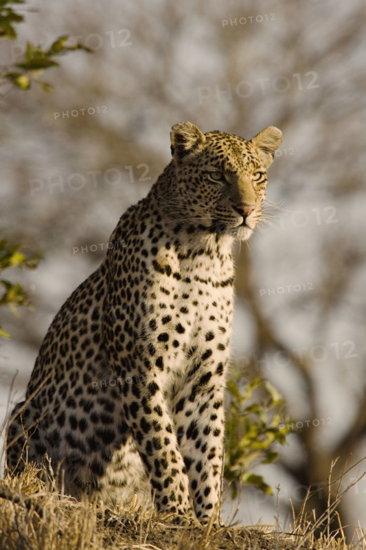 Alert leopard sitting on hill. Date : 2008