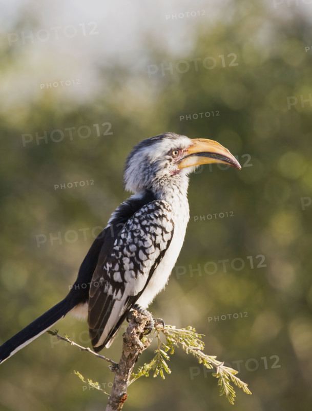Bird perched on tree branch. Date : 2008