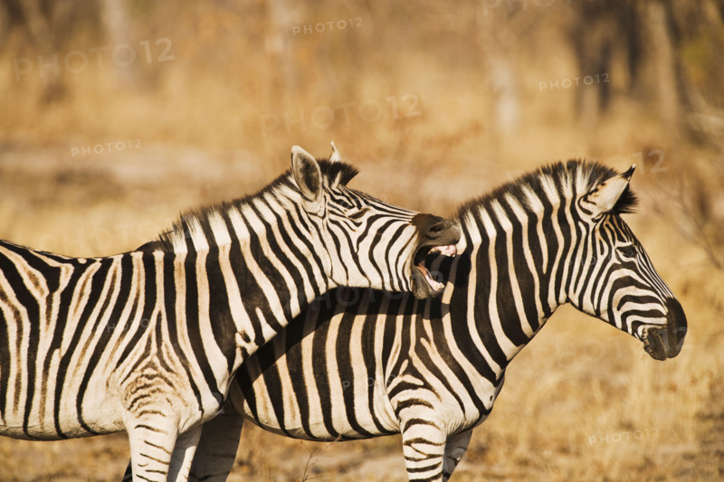 Two zebras standing in grass. Date : 2008