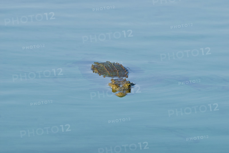 Crocodile swimming in river. Date : 2008