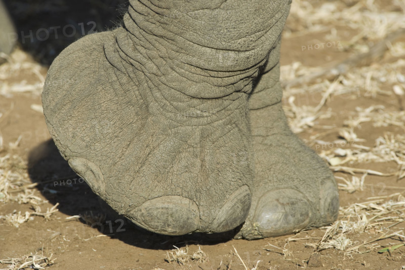 Close up of elephant foot. Date : 2008