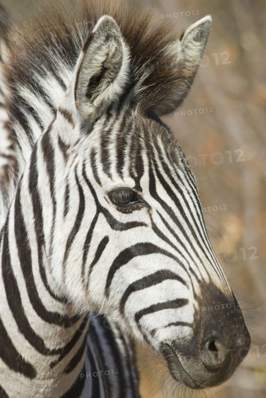 Portrait of zebra. Date : 2008