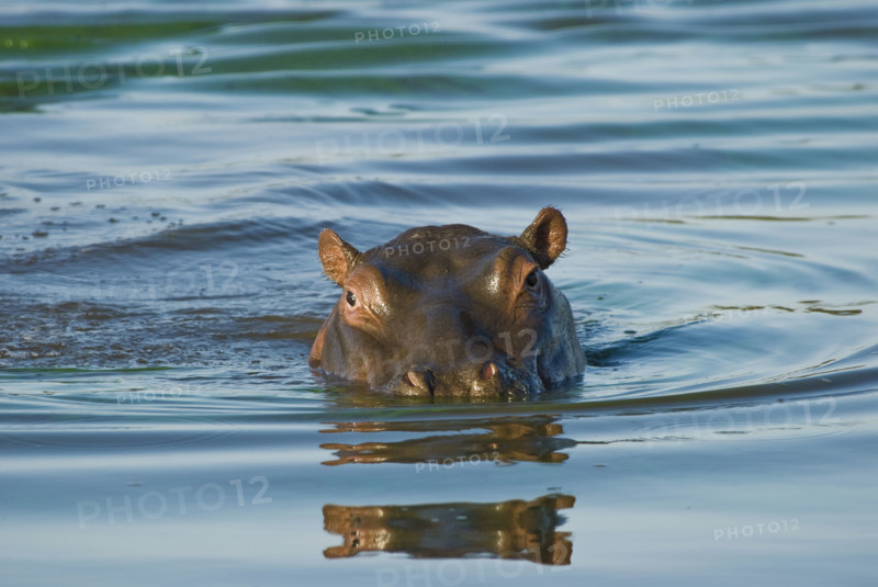 Hippopotamus swimming in river. Date : 2008