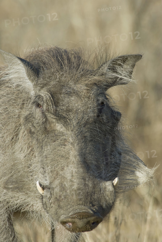 Close up of wild warthog. Date : 2008