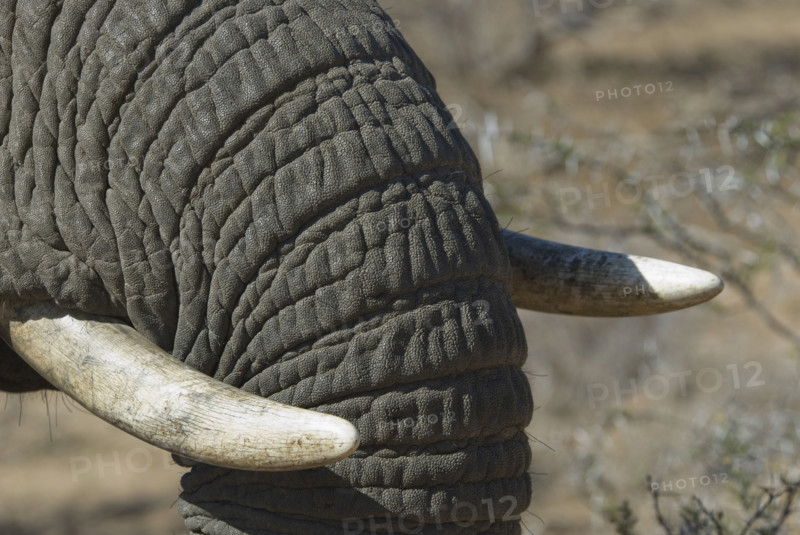 Close up of elephant trunk and tusk. Date : 2008