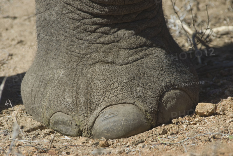 Close up of elephant foot. Date : 2008
