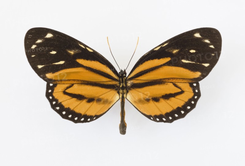 Close up of butterfly.