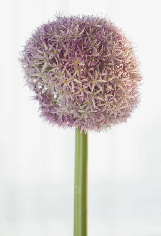 Close up of round flower.