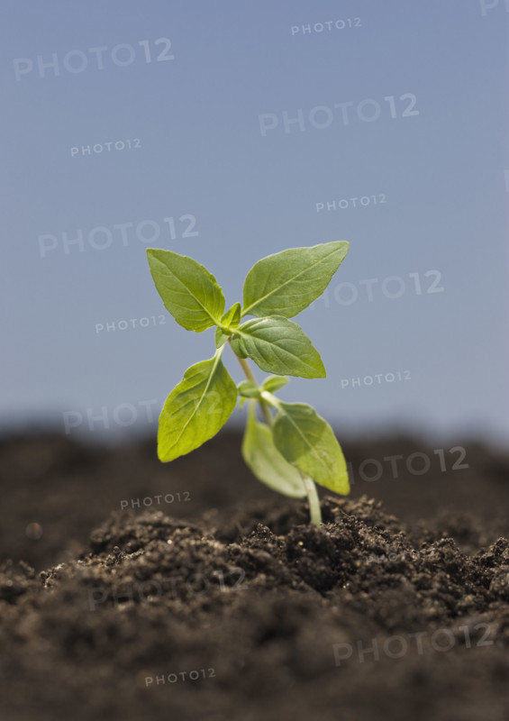 Close up of seedling.