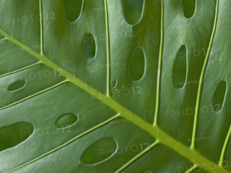 Close up of tropical leaf.