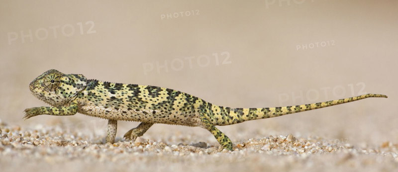 Side view of chameleon walking. Date : 2008