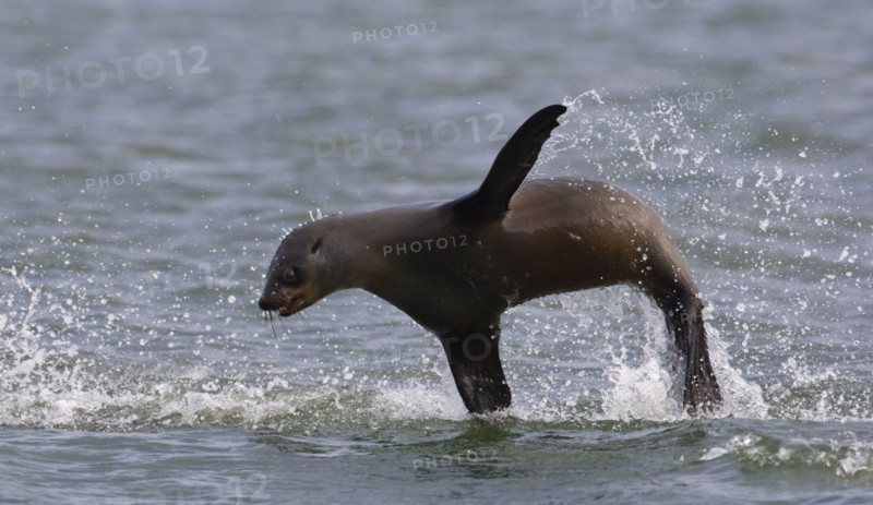 Seal jumping out of water. Date : 2008
