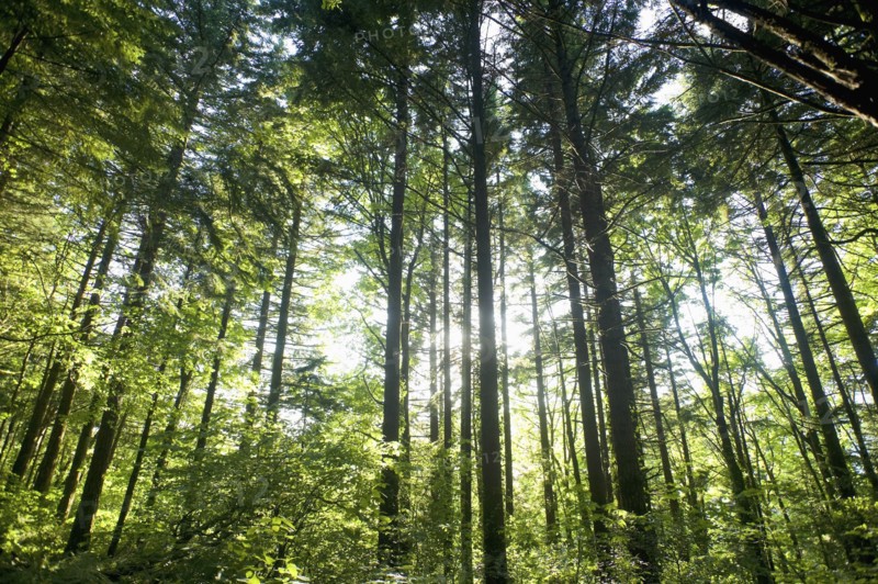 Low angle view of forest. Date : 2008