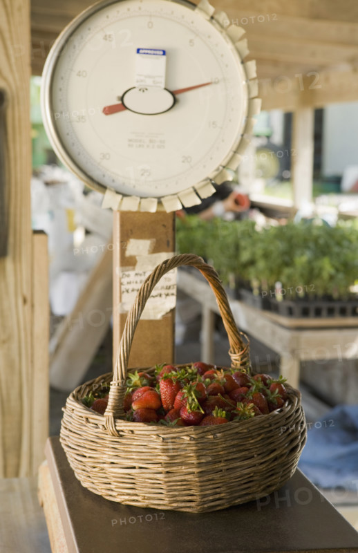 Basket of fresh strawberries on scale. Date : 2008