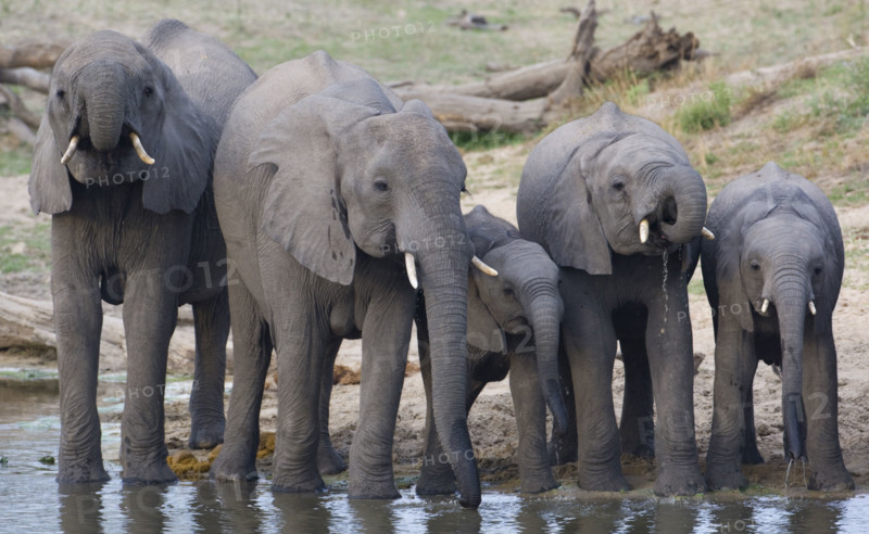 Elephants drinking water. Date : 2008