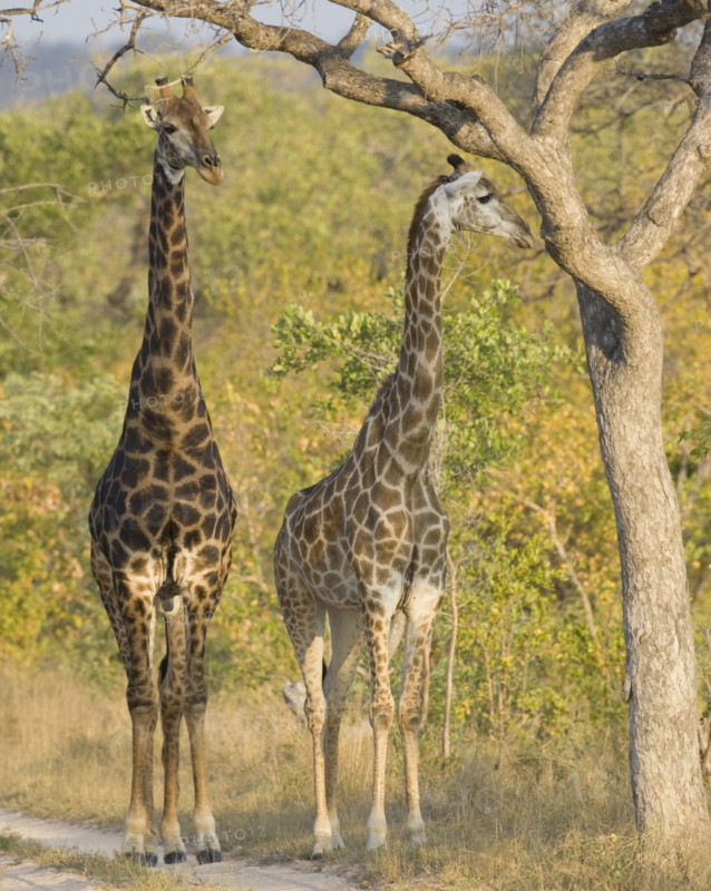 Giraffes standing under tree. Date : 2008