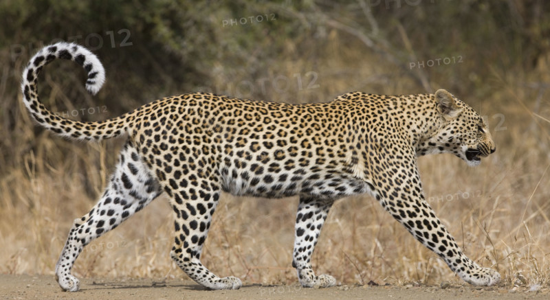 Leopard walking. Date : 2008