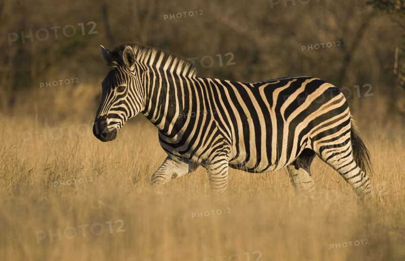 Zebra walking in grass. Date : 2008