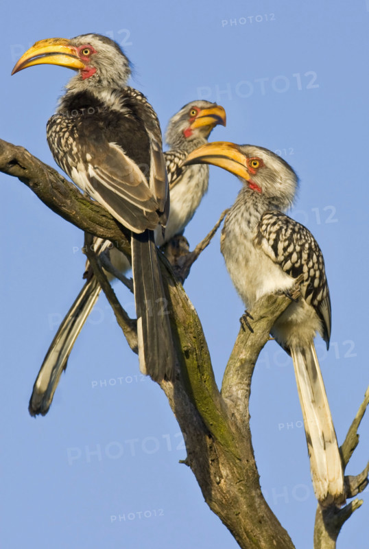 Three birds perched on tree branch. Date : 2008