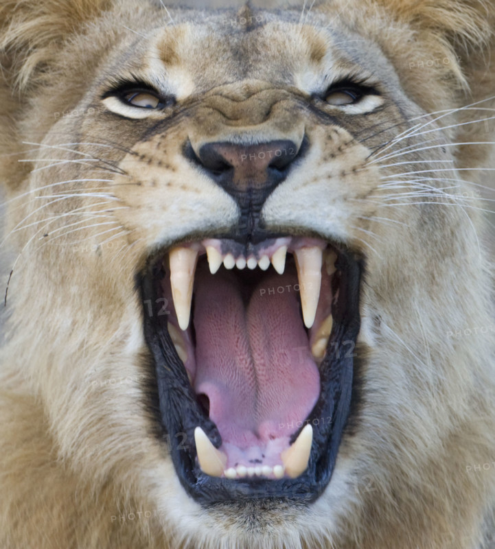 Close up of lion growling. Date : 2008