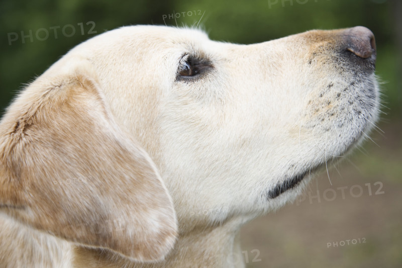 Close up portrait of dog. Date : 2008