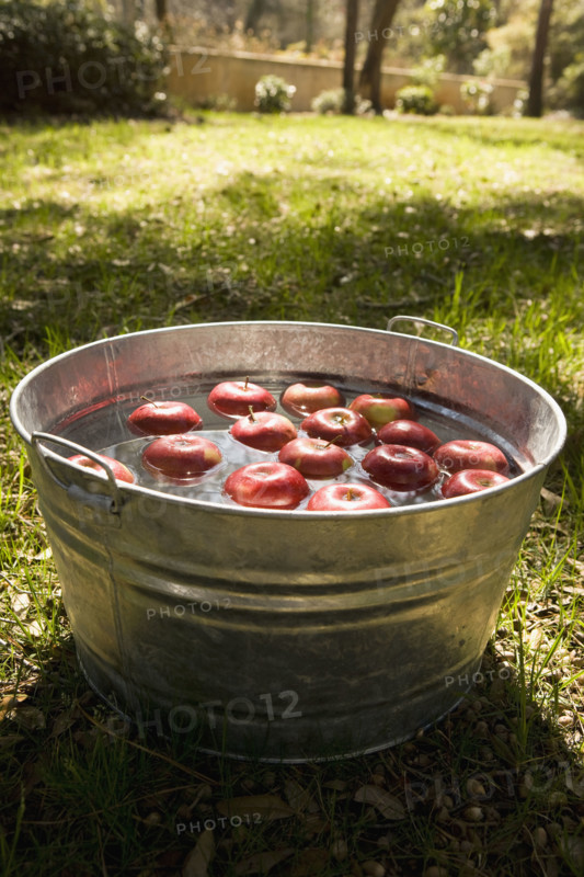 Apples in bucket of water. Date : 2008
