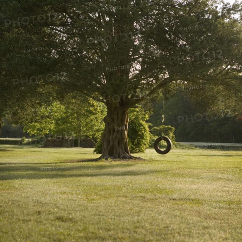 Tire swing hanging from tree. Date : 2008