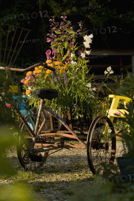 Antique tricycle carrying fresh flowers. Date : 2008