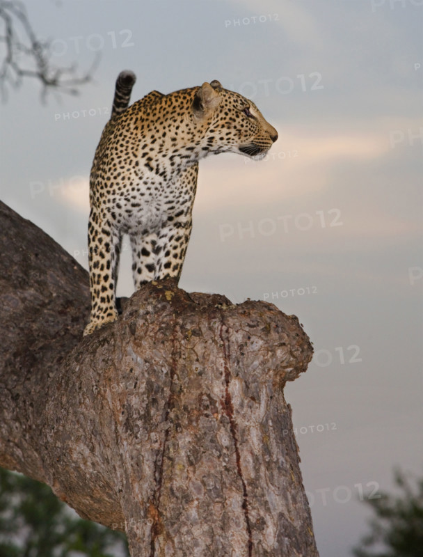 Leopard standing in tree. Date : 2008