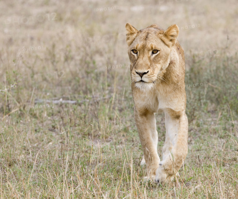 Female lion walking in field. Date : 2008