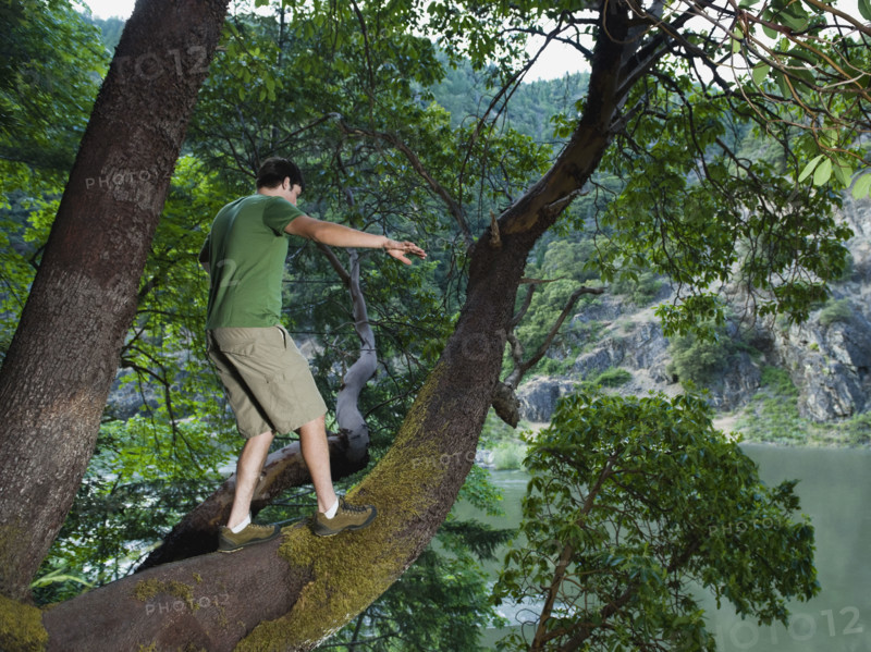 Man walking out on large tree branch. Date : 2008