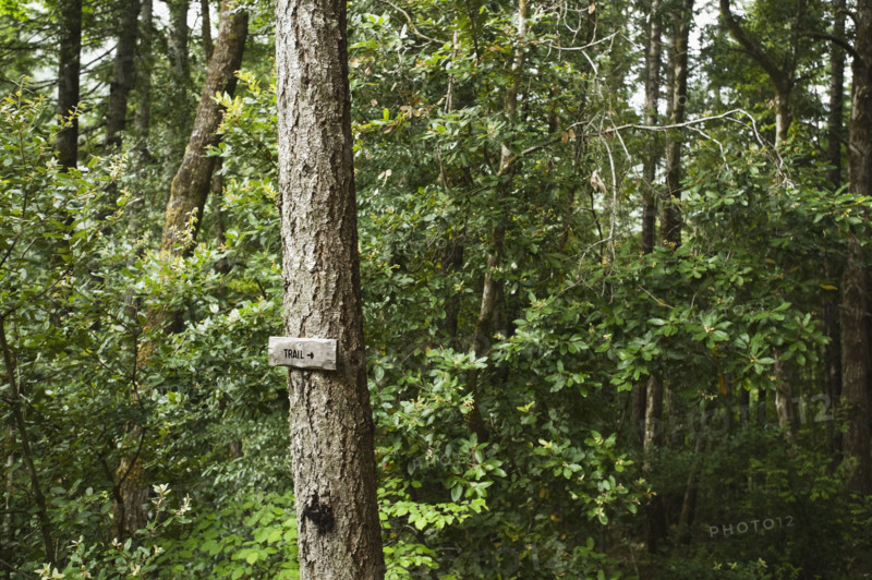 Trail sign on tree in forest. Date : 2008