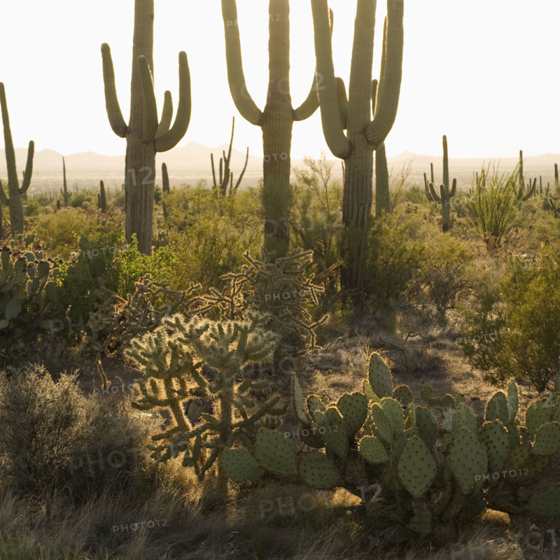 Cactus and desert plants, Saguaro National Park, Arizona.