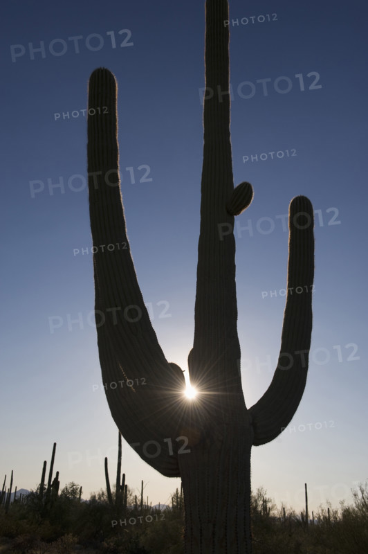 Sun shining behind cactus plant, Saguaro National Park, Arizona.