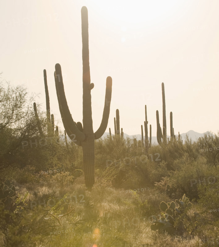 Cactus plants, Saguaro National Park, Arizona.