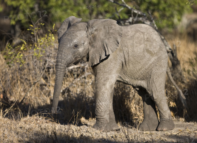 Baby Elephant. Date: 2008