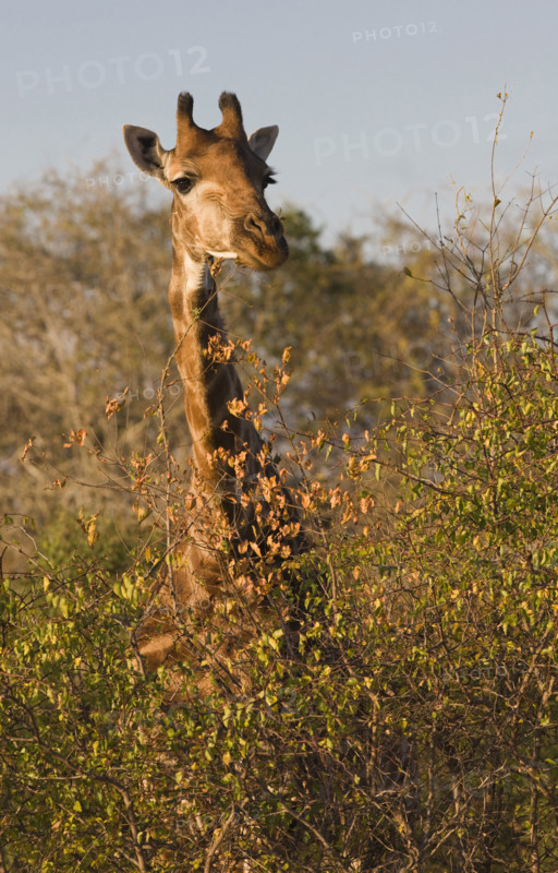 Giraffe standing behind trees. Date: 2008