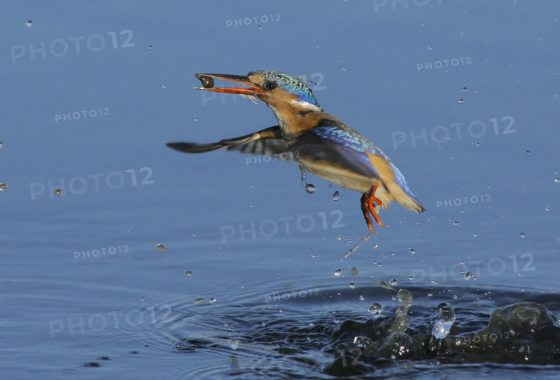 Bird emerging from water. Date: 2008