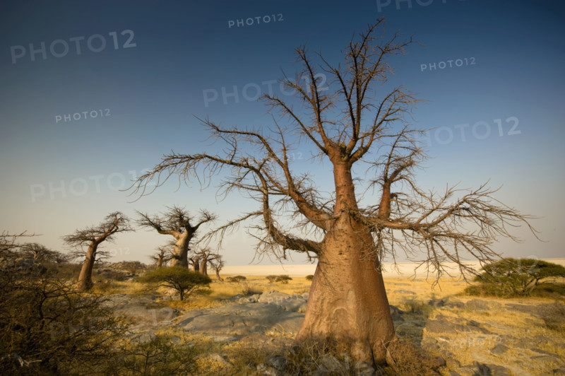 Barren trees on Kubu Island, Botswana. Date: 2008