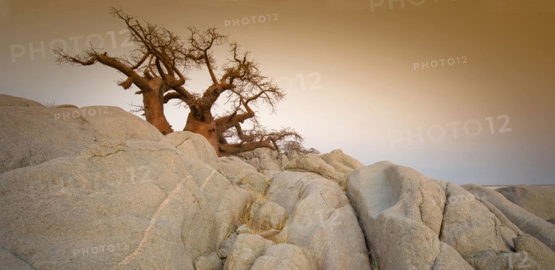 Barren tree among rocks on Kubu Island, Botswana. Date: 2008
