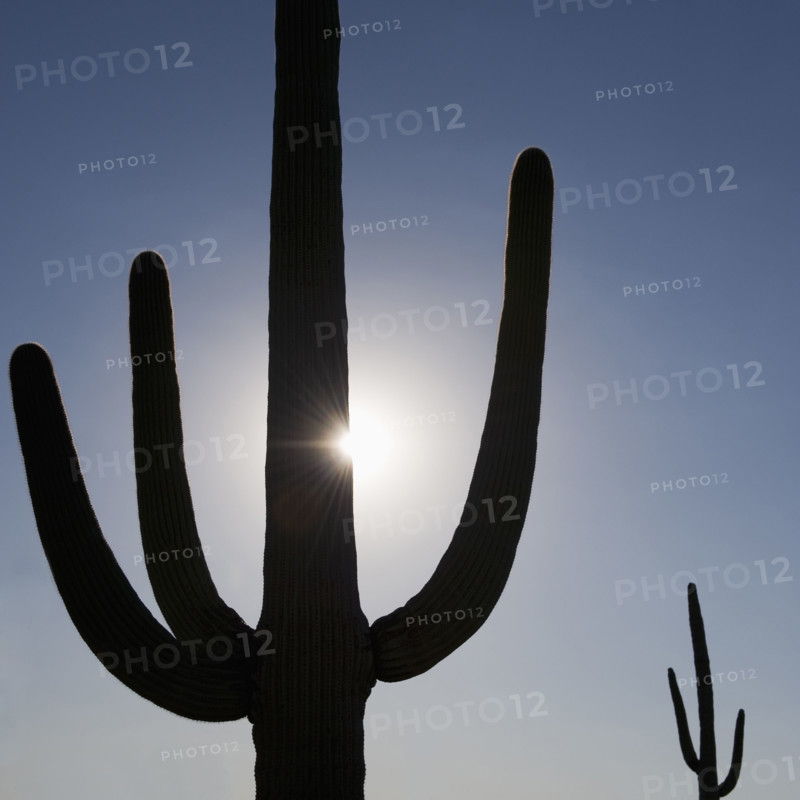 Sun shining behind cactus.