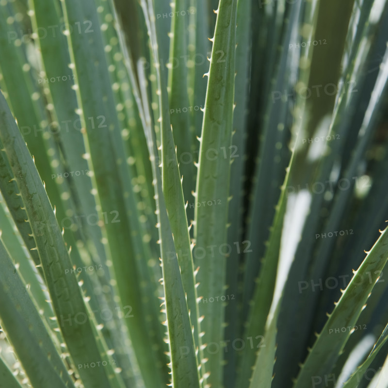 Close up of agave plant.