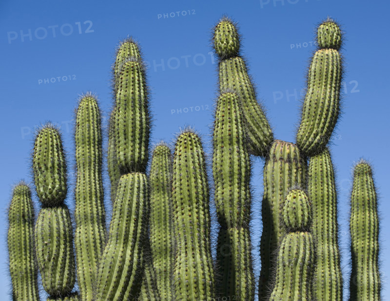 Organ Pipe Cactus against blue sky.