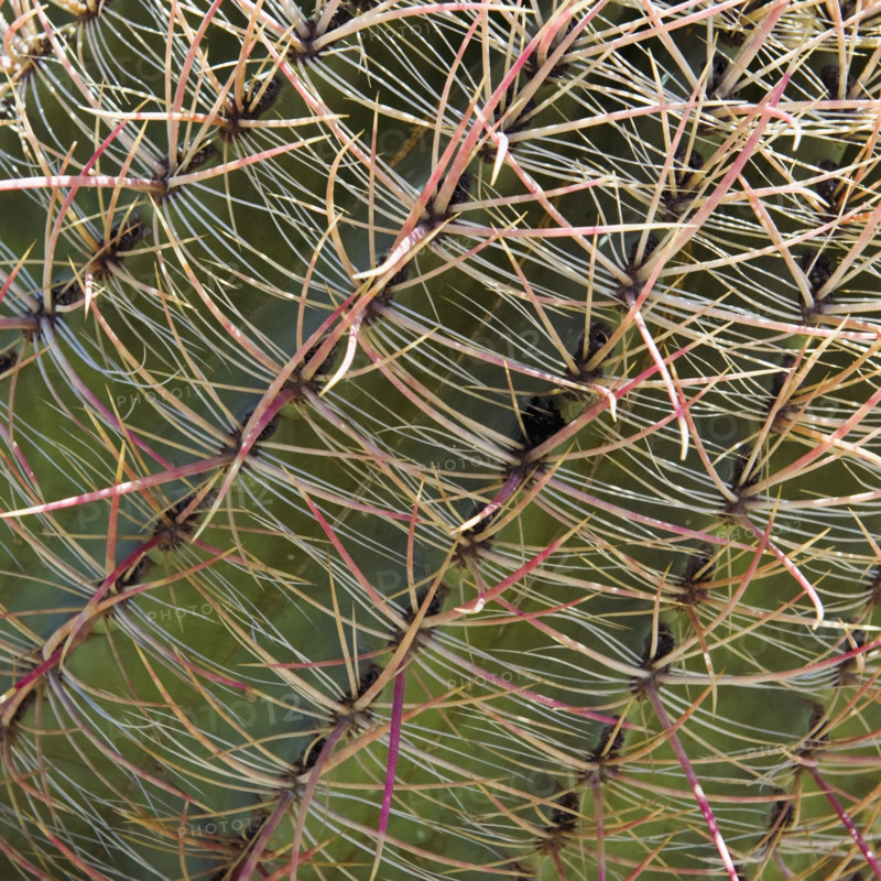 Close up of Barrel Cactus.