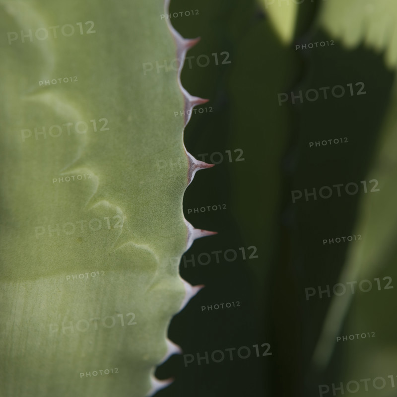 Close up of agave plant.