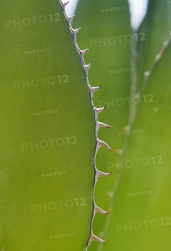 Close up of agave plant.
