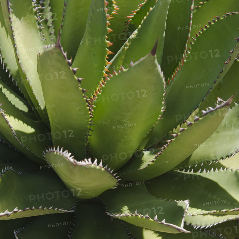 Agave plant.