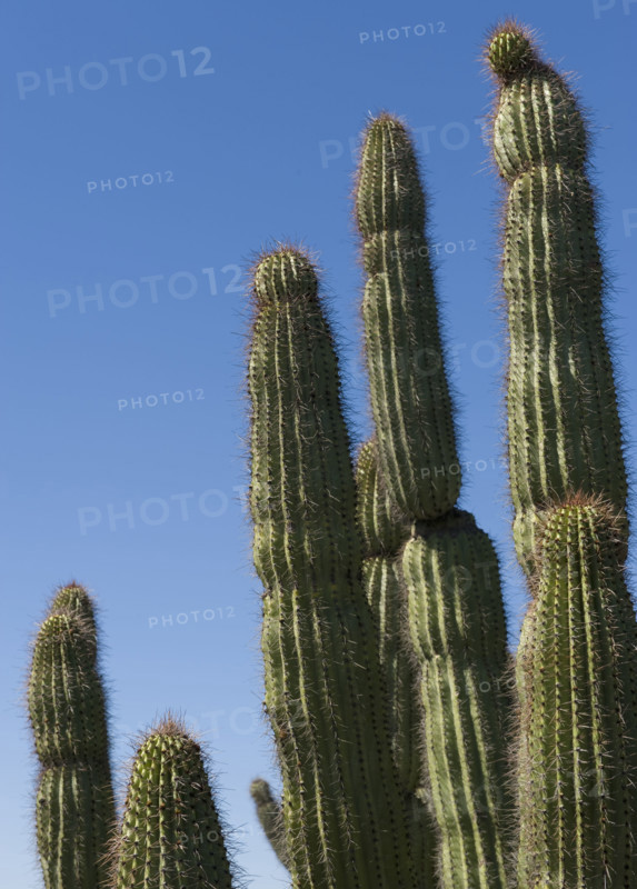 Organ Pipe Cactus against blue sky.