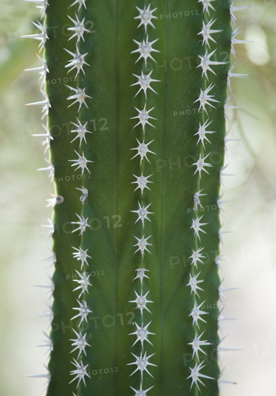 Close up of cactus.